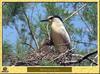 Bihoreau gris - Nycticorax nycticorax - Black-crowned Night-Heron
