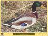 Canard colvert - Anas platyrhynchos - Common Mallard