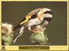 Chardonneret ??l??gant - Carduelis carduelis - European Goldfinch