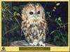 Chouette hulotte - Strix aluco - Tawny Owl