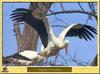 Cigogne blanche - Ciconia ciconia - European White Stork