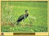 Cigogne noire - Ciconia nigra - Black Stork
