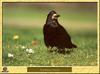 Corbeau freux - Corvus frugilegus - Rook