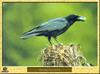 Corneille noire - Corvus corone - Carrion Crow
