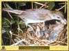 Fauvette des jardins - Sylvia borin - Garden Warbler