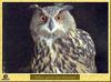 Grand-duc d'Europe - Bubo bubo - Eurasian Eagle-Owl