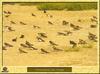 Hirondelle de rivage - Riparia riparia - Sand Martin or Bank Swallow