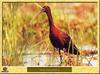 Ibis falcinelle - Plegadis falcinellus - Glossy Ibis