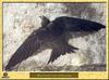 Martinet noir - Apus apus - Common Swift