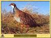 Perdrix rouge - Alectoris rufa - Red-legged Partridge