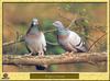 Pigeon biset - Columba livia - Rock Pigeon
