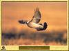 Pigeon ramier - Columba palumbus - Common Wood-Pigeon