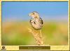 Pipit farlouse - Anthus pratensis - Meadow Pipit