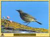 Pipit spioncelle - Anthus spinoletta - Water Pipit