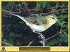 Pouillot fitis - Phylloscopus trochilus - Willow Warbler