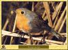 Rouge-gorge - Erithacus rubecula - European Robin