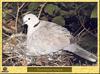 Tourterelle turque - Streptopelia decaocto - Eurasian Collared-Dove