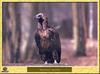 Vautour moine - Aegypius monachus - Monk Vulture (Eurasian Black Vulture)