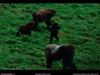 [National Geographic Wallpaper] Western Lowland Gorillas (저지고릴라)