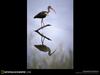 [National Geographic Wallpaper] American White Ibis (흰따오기)