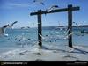 [National Geographic Wallpaper] Australian Gulls (호주의 갈매기들)