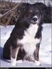 [RattlerScans - Gone to the Dogs] Border Collie