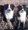 [RattlerScans - Gone to the Dogs] Border Collie
