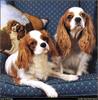 [RattlerScans - Gone to the Dogs] Cavalier King Charles Spaniel