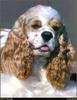 [RattlerScans - Gone to the Dogs] Cocker Spaniel