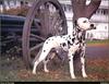 [RattlerScans - Gone to the Dogs] Dalmatian