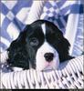 [RattlerScans - Gone to the Dogs] Springer Spaniel