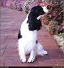 [RattlerScans - Gone to the Dogs] Springer Spaniel