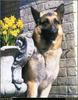 [RattlerScans - Gone to the Dogs] German Shepherd
