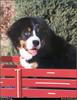 [RattlerScans - Gone to the Dogs] Bernese Mountain Dog