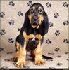 [RattlerScans - Gone to the Dogs] Bloodhound