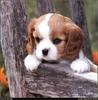 [RattlerScans - Gone to the Dogs] Cavalier King Charles Spaniel