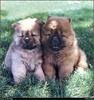 [RattlerScans - Gone to the Dogs] Chow Chow