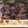 [RattlerScans - Gone to the Dogs] Dachshund