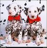 [RattlerScans - Gone to the Dogs] Dalmatian