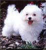[RattlerScans - Gone to the Dogs] Maltese