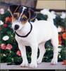 [RattlerScans - Gone to the Dogs] Parson Russell Terrier
