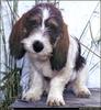 [RattlerScans - Gone to the Dogs] Petit Basset Griffon Vendeen