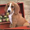 [RattlerScans - Gone to the Dogs] Red Bone-Walker Hound Mix
