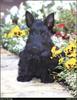 [RattlerScans - Gone to the Dogs] Scottish Terrier