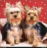 [RattlerScans - Gone to the Dogs] Yorkshire Terrier