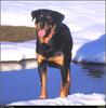 [RattlerScans - Gone to the Dogs] Rottweiler
