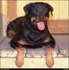 [RattlerScans - Gone to the Dogs] Rottweiler