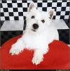 [RattlerScans - Gone to the Dogs] West Highland White Terrier