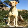 [RattlerScans - Gone to the Dogs] Yellow Labrador Retriever
