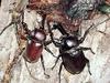 장수풍뎅이 Allomyrina dichotoma (Korean Horned Beetle)